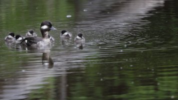 Bufflehead family_34437.JPG