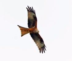 Redkite_3Q7A6681-DxO.jpg