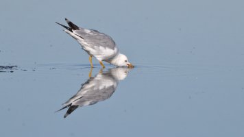 Ringed-bill gull_35442.JPG