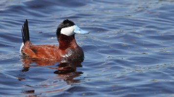 Ruddy duck male_35805.JPG
