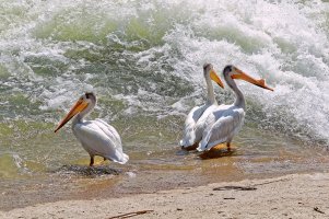 _36A8520_DxO copy1.jpg