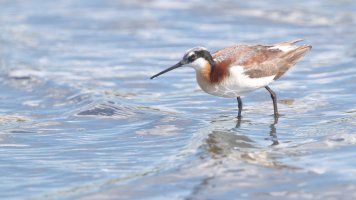 Unknown ID_35344.JPG