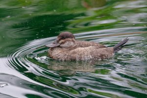 Oxyura jamaicensis - Ruddy Duck female 5.jpg