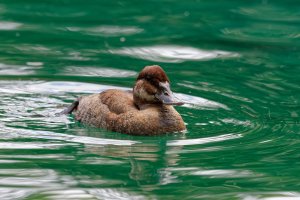 Oxyura jamaicensis - Ruddy Duck female .jpg