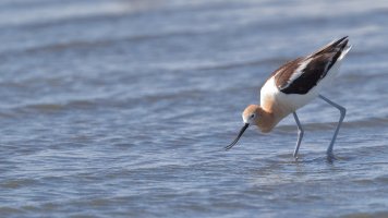 American avocet_35176.JPG