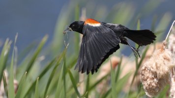 Red-winged blackbird male_35641.JPG