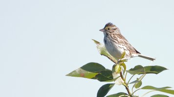 Song sparrow maybe_35381.JPG