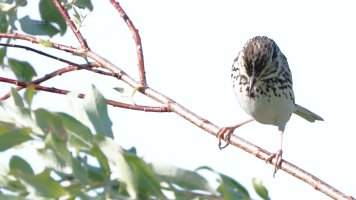 Song sparrow maybe_35385.JPG