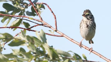 Song sparrow maybe_35388.JPG