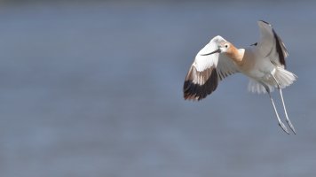 Avocet flight_35372.JPG