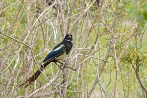 _36A8800_DxO copy1.jpg