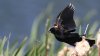 Red-winged blackbird male_35640.JPG