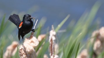 Red-winged blackbird_35565.JPG