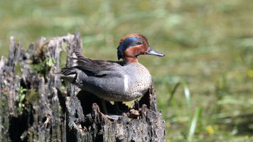 Green-winged Teal_male_s_35832.JPG