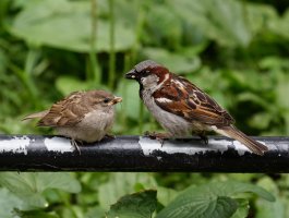 sparrow_and_fledgling_2B4A9945-DxO_sparrowfeedingfledgling.jpg