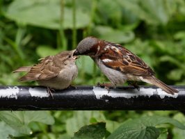 sparrowfeedingfledgling_2B4A9941-DxO_tongue.jpg