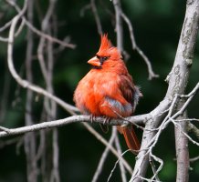 northerncardinal_2B4A0001-DxO_hairup_vs.jpg