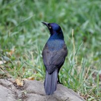 grackle_2B4A9927-DxO_grackle.jpg