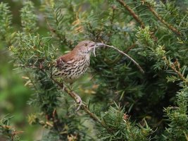 5D3_7912 crop stick2.JPG