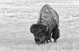 _36A9221_DxO copy (1).jpg