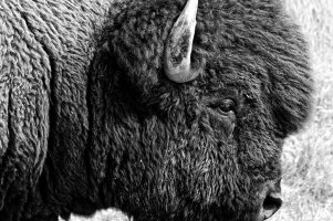 _36A9174_DxO copy.jpg