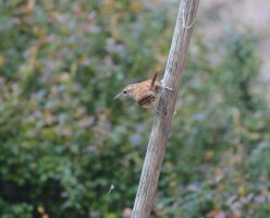 wren-4998 s.jpg