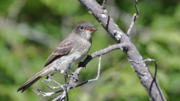 Flycatcher_36163.JPG