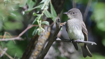 Flycatcher_36250.JPG