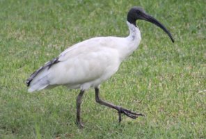 Australian Ibis.jpg