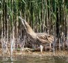 bittern_juvenile_3Q7A3978-DxO_small.jpg