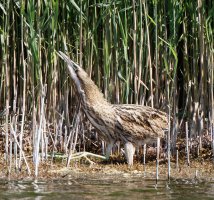 bittern_juvenile_3Q7A3978-DxO_small.jpg