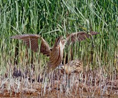 bittern_juvenile_pair_3Q7A4085-DxO_bittern_small.jpg