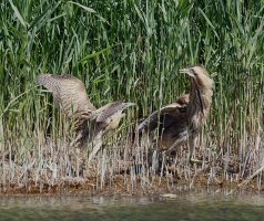 bittern_juvenile_pair_3Q7A4150-DxO_bittern_small.jpg