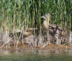 bittern_juvenile_pair_3Q7A4169-DxO_small.jpg