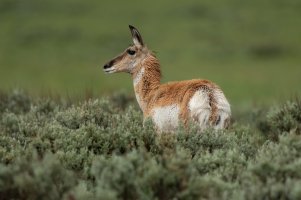 pronghorn-antelope--1K0A4967.jpg