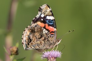 Red Admiral 2018-102.jpg