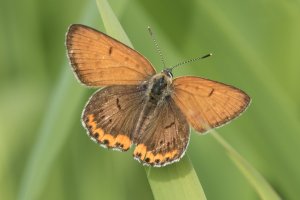 Bronze Copper 2018-104.jpg