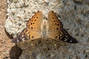 Hackberry Emperor 2018-109.jpg