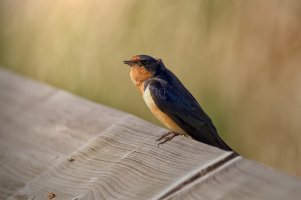 Apple Photos Document (1) copy.jpg