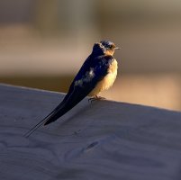 _36A9526-Edit (1).jpg