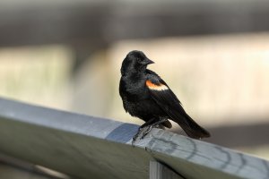 _36A9484-Edit (1).jpg