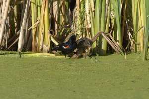 _36A9355-Edit copy.jpg