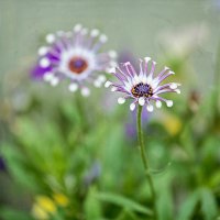 _MG_8084_DxO copy1.jpg