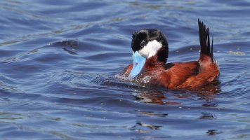 Ruddy duck_crop_35746.JPG
