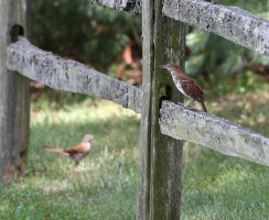 5D3_0906Picasa crop 2 - Copy.JPG