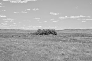 _DSF8438IrD copy.jpg