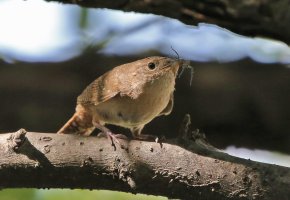 5D3_1242 PS3 fix 1 picasa crop - Copy.jpg