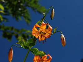 Turk's Cap Lilies 7-8-2018, BRP, NC 4 resized.JPG