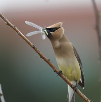 cedar waxwing with damsel fly GC                                         .jpg