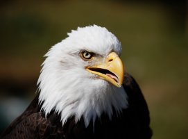 Baldeagle_3Q7A4729-DxO_SmallCR.jpg